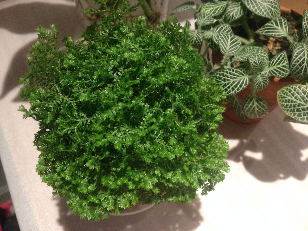 怎么除甲醛靠得牢？竹炭、植物成***“騙局”