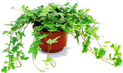記住這四條規(guī)則，巧用植物甲醛治理！