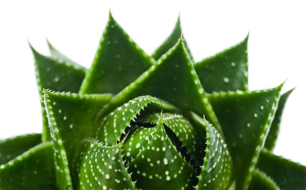 記住這四條規(guī)則，巧用植物甲醛治理！