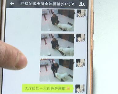 有問題找警察，薩摩耶派出所報案，不注意這件事，對狗狗致命，警察蜀黍卻幫不上忙！
