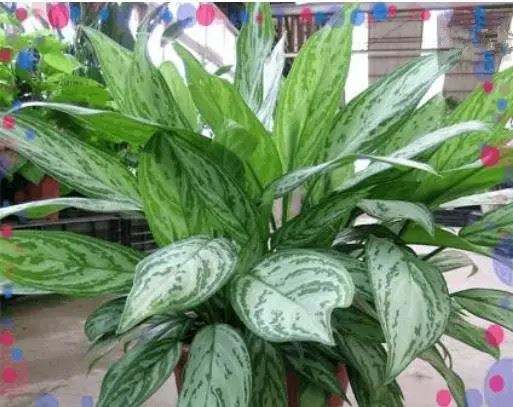 什么植物可以凈化空氣？