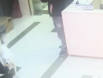 有問題找警察，薩摩耶派出所報(bào)案，不注意這件事，對狗狗致命，警察蜀黍卻幫不上忙！