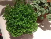 這幾種植物擺家中，空氣清新一整年！