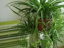 除甲醛，竹炭綠植不給力