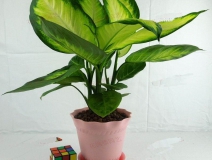 哪些植物可以除甲醛，本事最大呢？