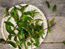 植物可以去甲醛嗎？甲醛治理原理是什么