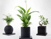 怎么甲醛治理靠得牢？竹炭、植物成最大“騙局”