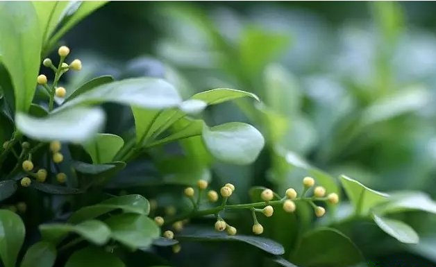 活性炭除甲醛有效嗎？